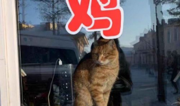 2022娱乐圈吃瓜乱象,揭秘吃瓜乱象背后的真相与反思